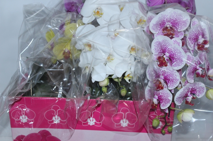 <h4>PHALAENOPSIS CASCATA ESPECIAL P15</h4>