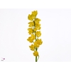 Cymbidium Carioca