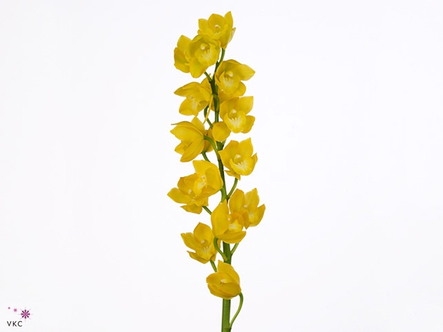 Cymbidium Carioca