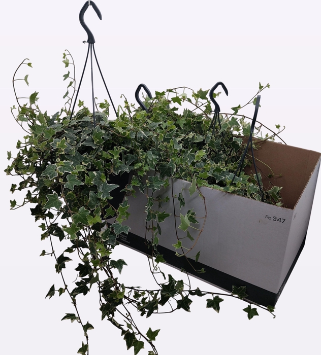 <h4>HED HE ESTHER</h4>