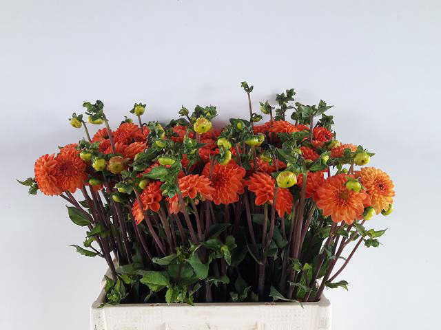 <h4>Dahlia Souvenir Dete</h4>