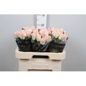 R Gr Duchesse
