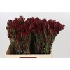 Leucadendron Blush Spray
