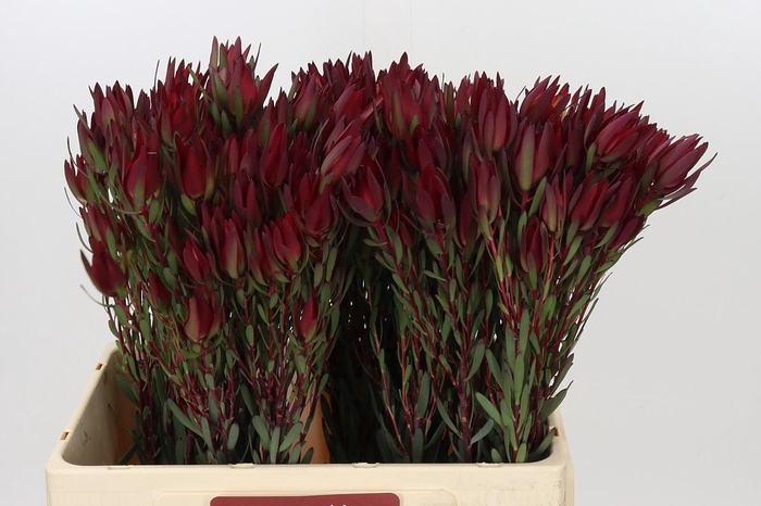 Leucadendron Blush Spray