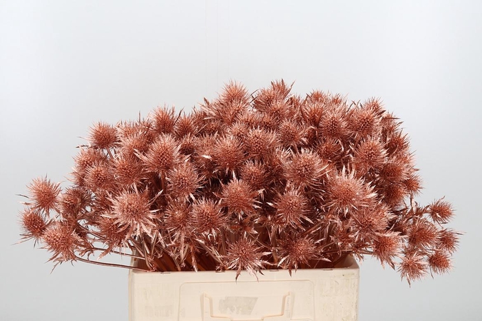 <h4>Eryn Supernova Kl Bh Koper</h4>