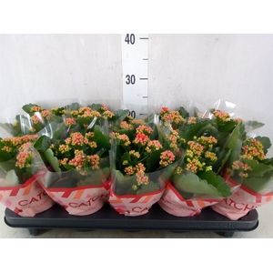 Kalanchoe blos. 'RosDon Amador'