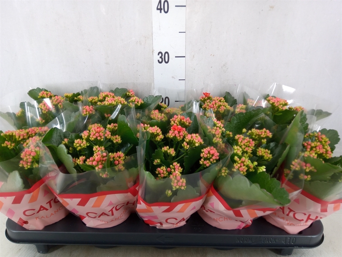 <h4>Kalanchoe blos. 'RosDon Amador'</h4>