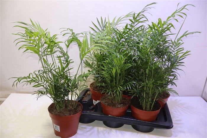 <h4>arr8 Chamaed Elegans</h4>