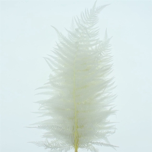 Pres Bleached Sword Fern White P Bunch