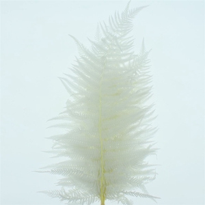 Pres Bleached Sword Fern P Bnc