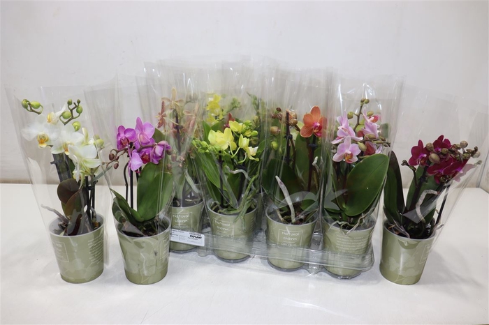 <h4>Phalaenopsis Natural Charm Mix 2 Sp</h4>