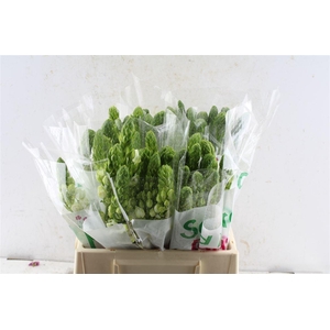 Ornithogalum Thy Milky Way White