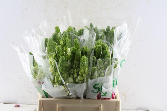 <h4>Ornithogalum Thy Milky Way White</h4>