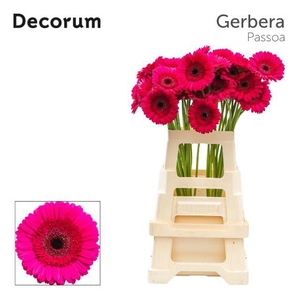 Gerbera Passoa Water x40 Lang