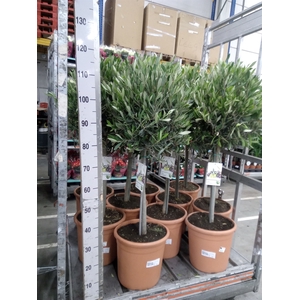 Olea europaea