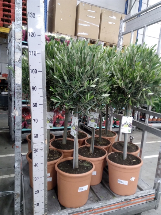 <h4>Olea europaea</h4>