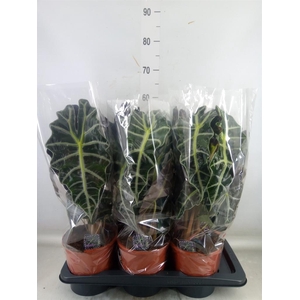 Alocasia amazonica 'Polly'