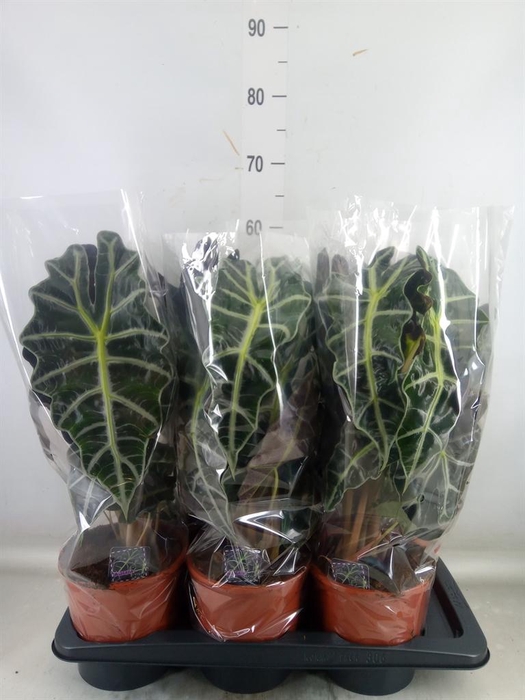 <h4>Alocasia amazonica 'Polly'</h4>