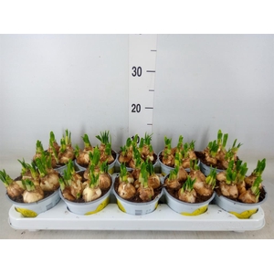 Narcissus  'Tete a tete'