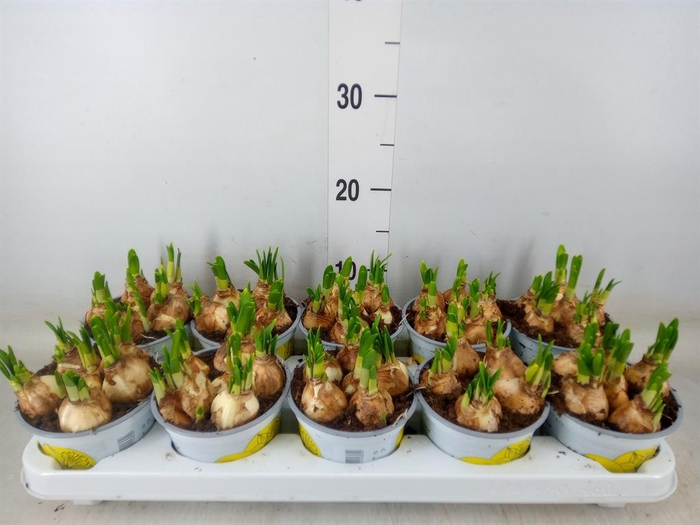 <h4>Narcissus  'Tete a tete'</h4>