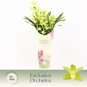 Cymbidium, Green Arrow 3-spike P14 'Exclusiva Orchidea' Potcover