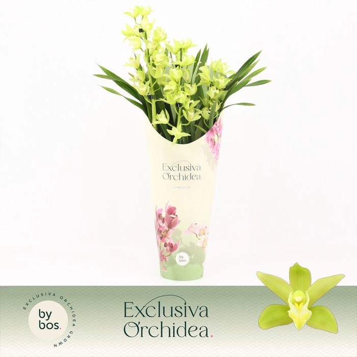 <h4>Cymbidium, Green Arrow 3-spike P14 'Exclusiva Orchidea' Potcover</h4>