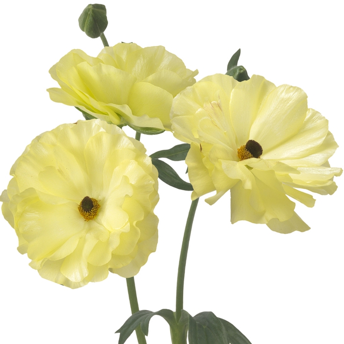 <h4>Ranunculus Butterfly Helios</h4>