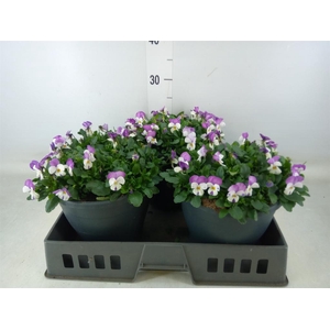 Viola corn. 'Evo Mini Pink Wing'