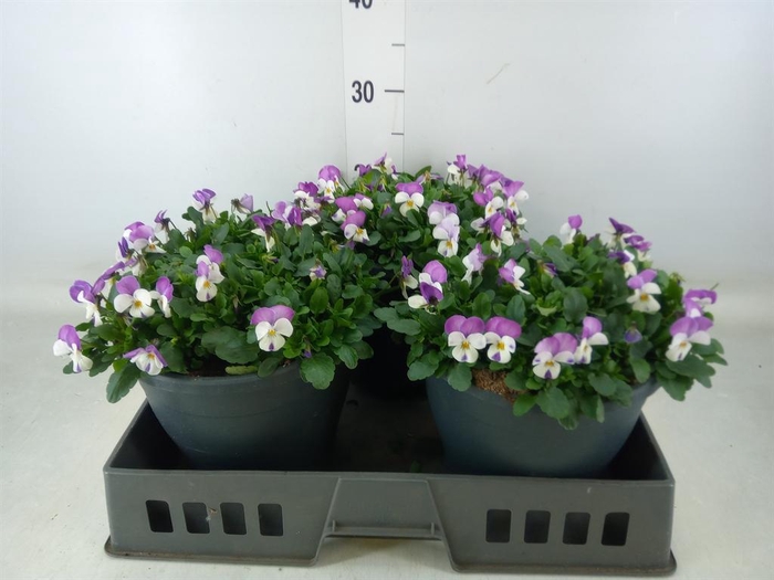 <h4>Viola corn. 'Evo Mini Pink Wing'</h4>
