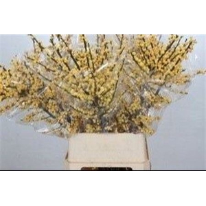 Ilex Ve Mag Citronella