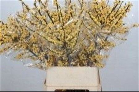 <h4>Ilex Ve Mag Citronella</h4>