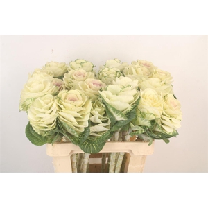 Brassica White Crane