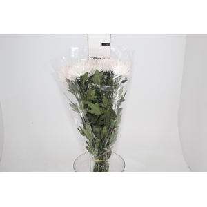 CRISANTEMO  ANASTASIA HERREIRA 070 CM