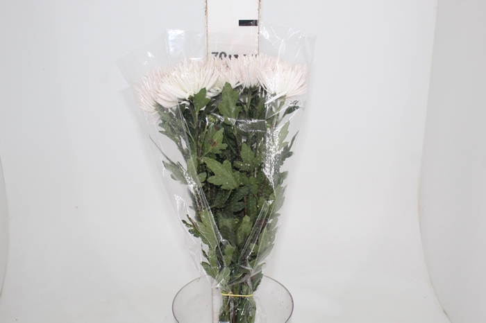 <h4>CRISANTEMO  ANASTASIA HERREIRA 070 CM</h4>