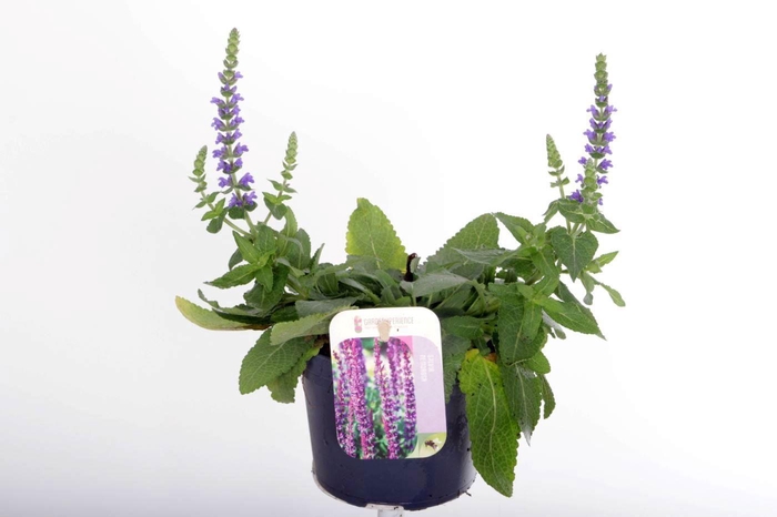 <h4>Salvia nemorosa Sens comp Deep Blue</h4>