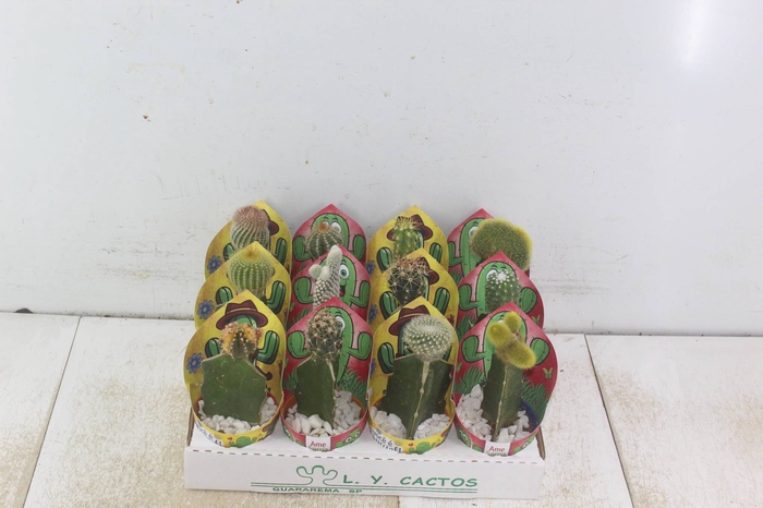 <h4>CACTUS ENXERTADO P07</h4>