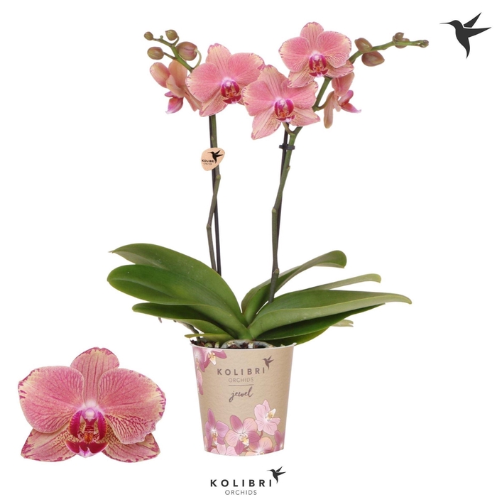 <h4>Phalaenopsis   ...orange</h4>