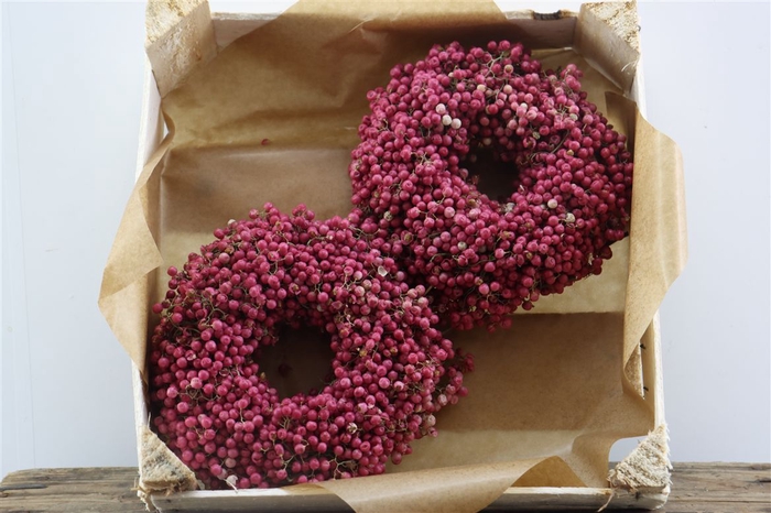 <h4>Wr Schinus 20cm X18</h4>