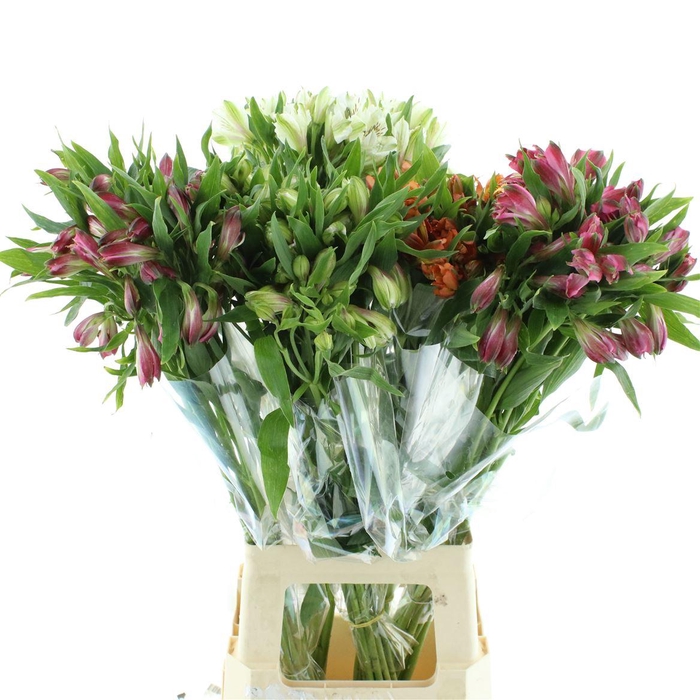 <h4>Alstr Gem Fust Super Select</h4>