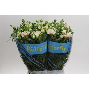 Ranunculus Butterfly Ariadne