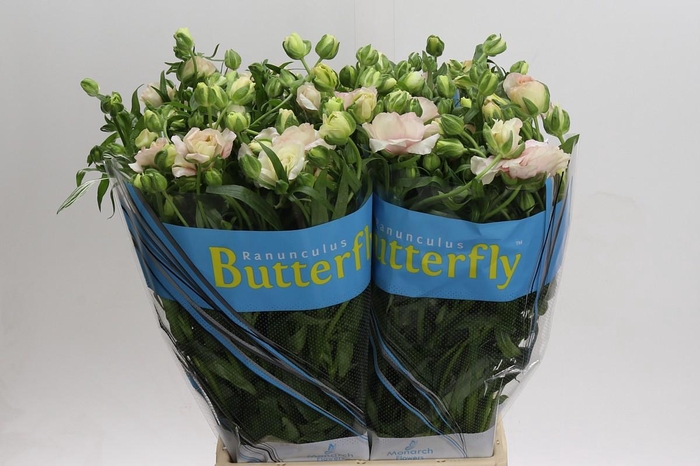 <h4>Ranunculus Butterfly Ariadne</h4>