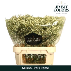 Gyps Million Star L80 Creme