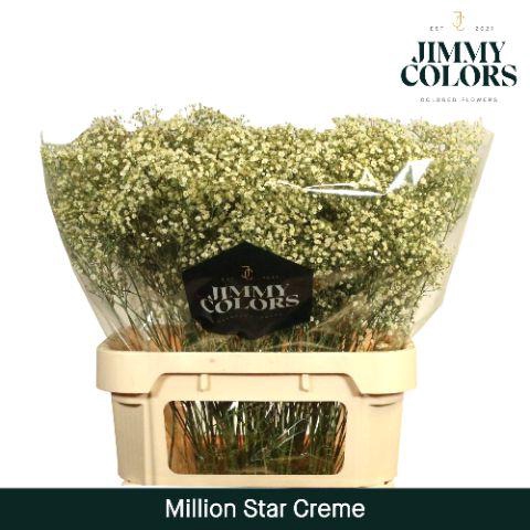 <h4>Gyps Million Star L80 Creme</h4>