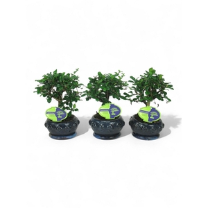 Carmona macrophylla, 13cm broom., with driptray