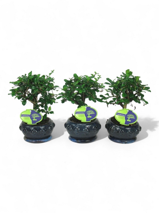 <h4>Carmona macrophylla, 13cm broom., with driptray</h4>