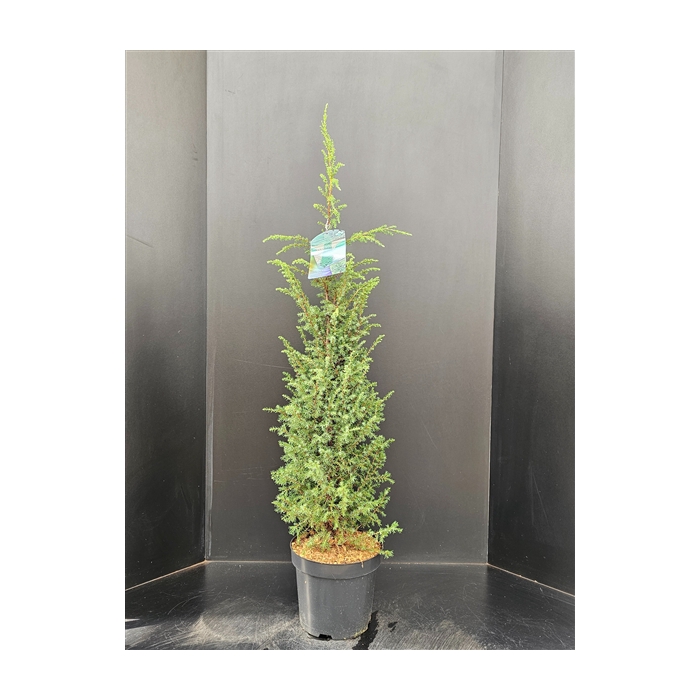 <h4>Juniperus communis Hibernica</h4>