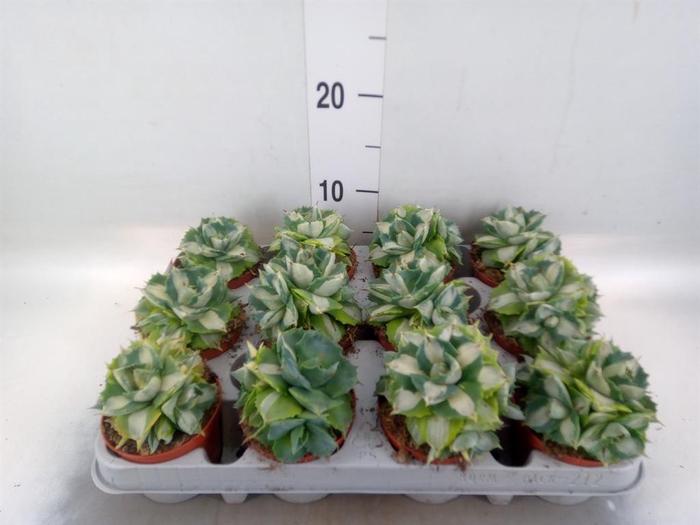 <h4>Agave   ...</h4>