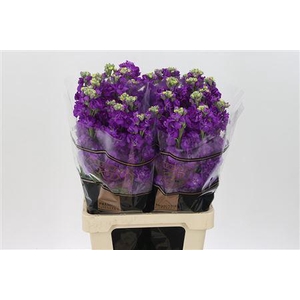 Matth Impala Purple