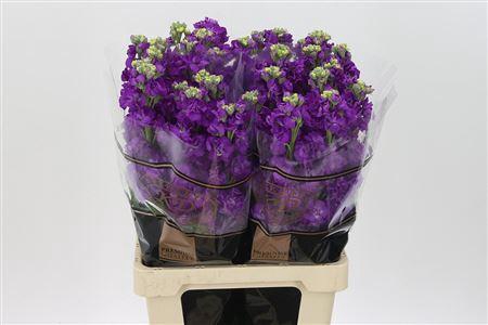 <h4>Matth Impala Purple</h4>