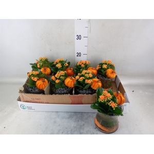 Arr.    Planten  L%